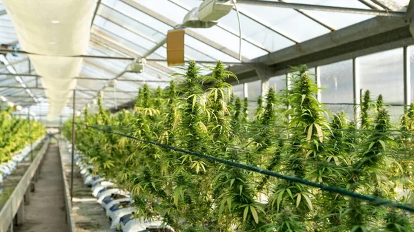 Будинок зірки АПЛ перетворили на конопляну ферму: футболіст не знав, як виправдатися